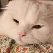Misaの画像