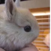 まーの画像