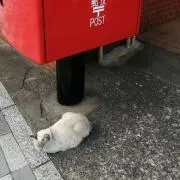 みりんの画像