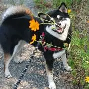 シュカ♪
