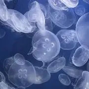 リーの画像