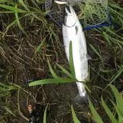 ぽんちむ