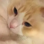 かなこ