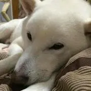 subuta