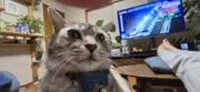 Lucyの画像