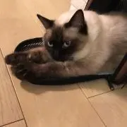 みるかの画像