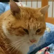 猫のちー