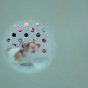 リンゴ