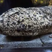 ＳＹＯＵの画像