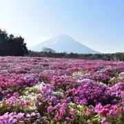 しなりの画像