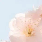 はるの画像