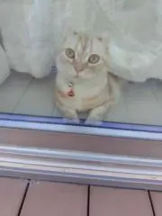 愛音羅
