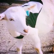 らくちゃんの画像