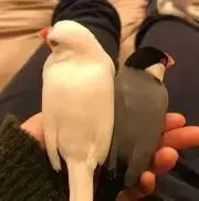 kiki