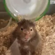 ぶーの画像