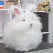 さらら✿の画像