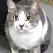 Ponkiti1234の画像