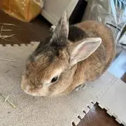 アギャスの画像