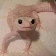 笹木
