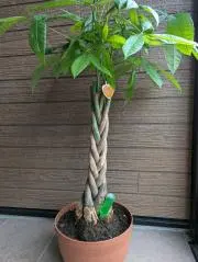 お花さんの画像