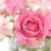 flower5の画像