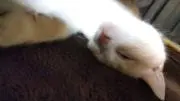 そうたべす