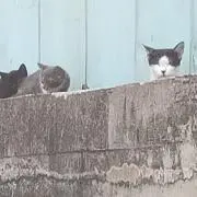 てるる