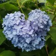 makomako0709の画像