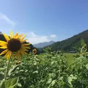 Ichikoの画像