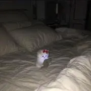 hikssの画像