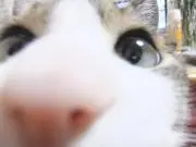 シャロンの画像