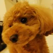 おんゆの画像