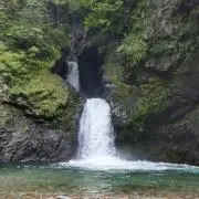パピーの画像