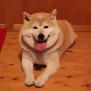 senの画像