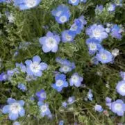 うぉりん⭐️【8/8-8/16発送不可】の画像