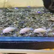 GTの画像
