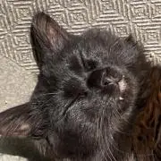 geriの画像