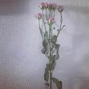 R.の画像