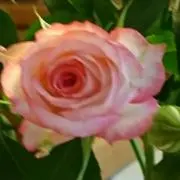ビリジャン　多数値下げさせていただきますの画像
