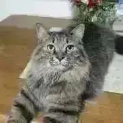 てんこ  ❀