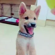 ハクまま