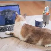 ブランドたま〜⭐️コメント無し即購入OKの画像