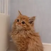 KANAの画像