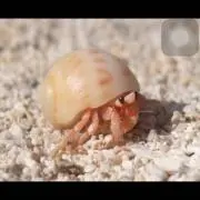 ヤドカリの画像