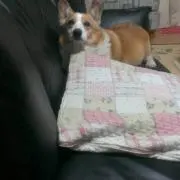 チャッピー