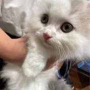 rrrの画像