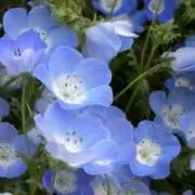 Colorの画像