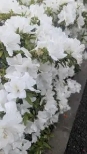 ソヌの画像