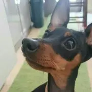 りりりん