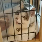 きょー